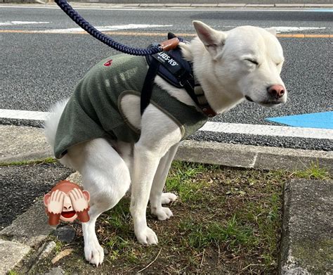 蹲踞エロ|【蹲踞エロ画像】ウンチングスタイルな座り方がこんなにエロい。